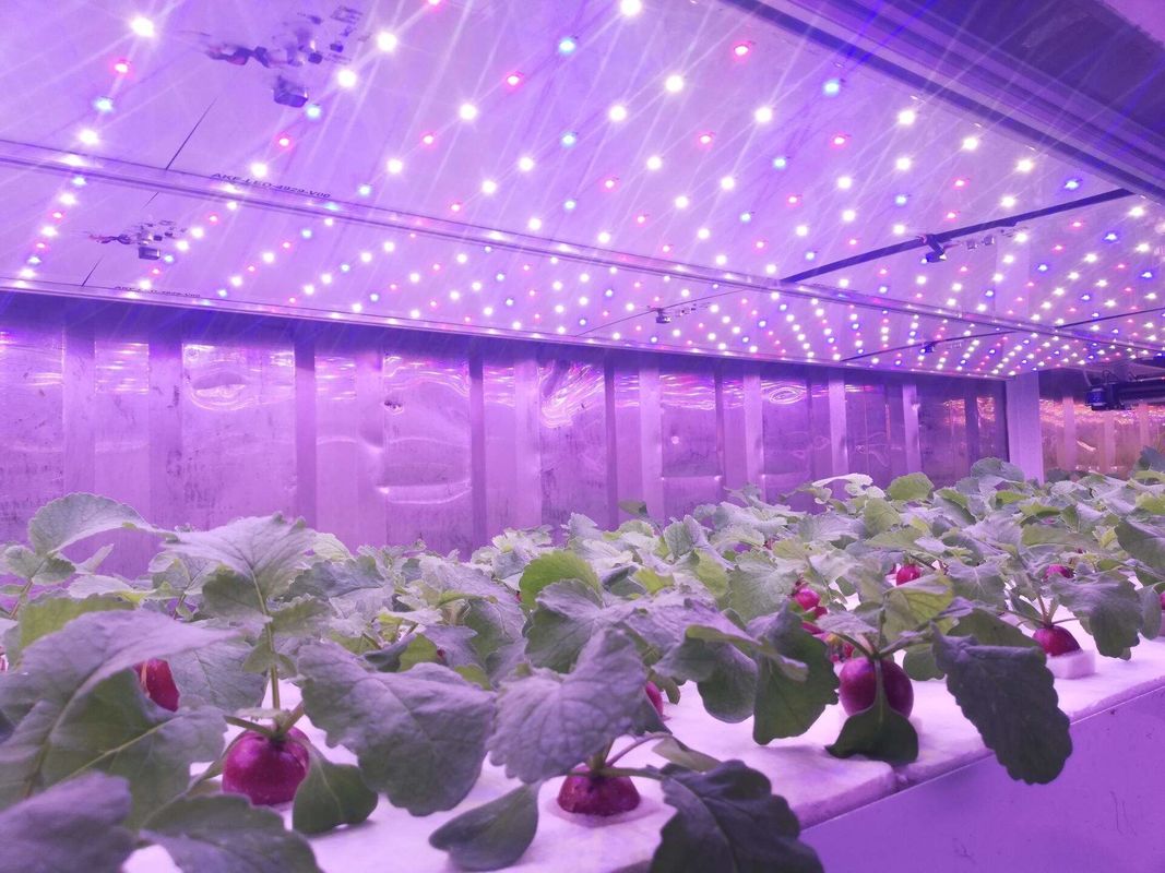 Pojemnik Rodzaj maszyny do zielonej paszy Hydroponic Commercial Sprouting Machine