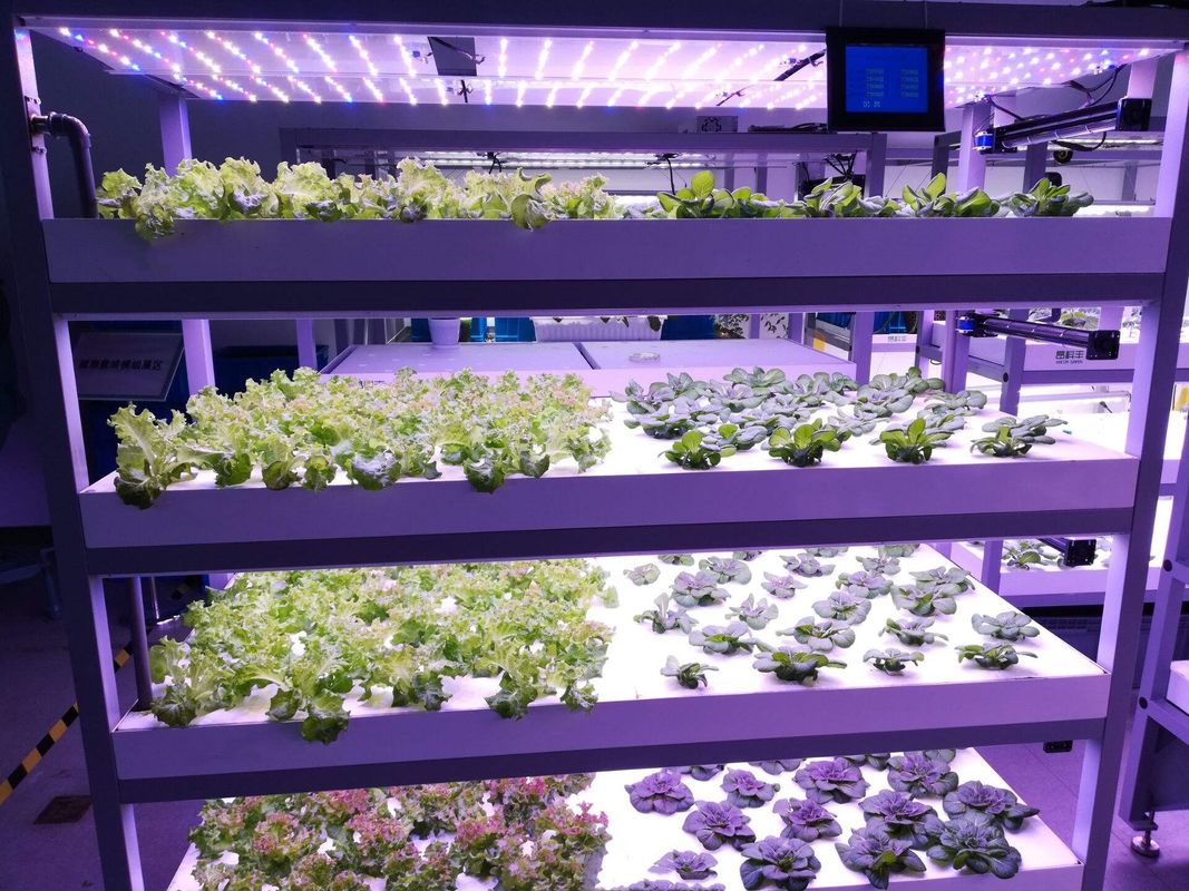 Pojemnik Rodzaj maszyny do zielonej paszy Hydroponic Commercial Sprouting Machine